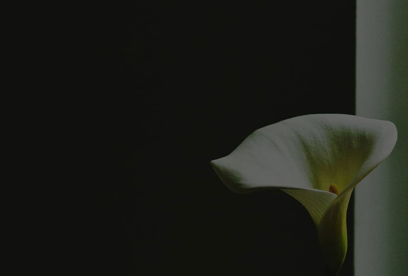 Image: A Lily